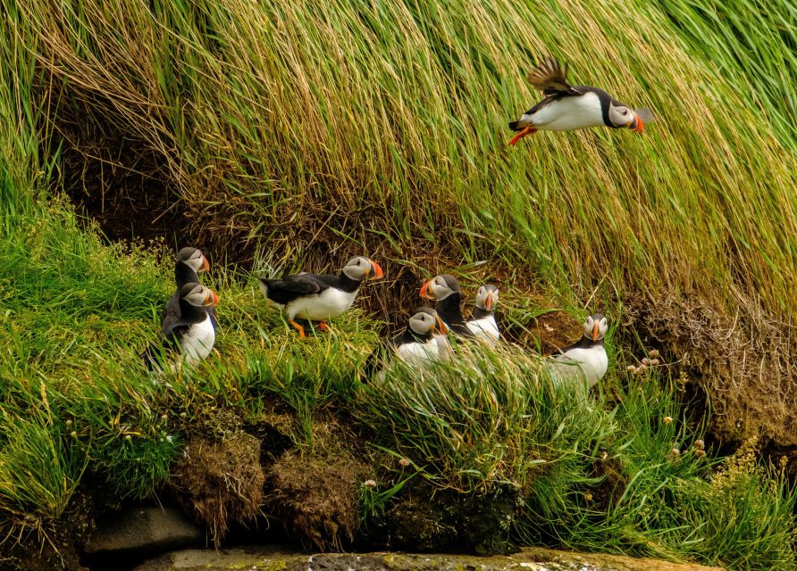 Reykjavík: RIB Speed-Boat Puffin Watching Tour - Suit up and step onto a custom speed-boat with suspension seats