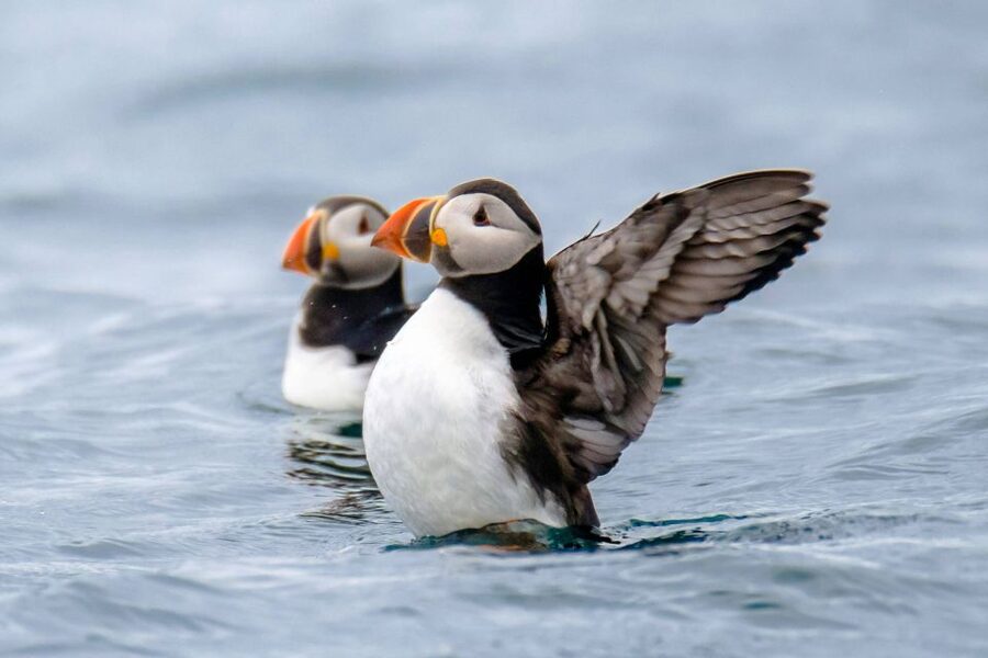 Reykjavík: RIB Speed-Boat Puffin Watching Tour - Getting ready at Reykjavík by Boat: the wooden huts and the 30-minute rule