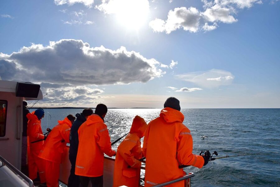 Reykjavik: Sea Fishing Boat Tour & BBQ with the Day's Catch - Puffins, Whales, and Dolphins: Extra Wildlife Without Extra Planning