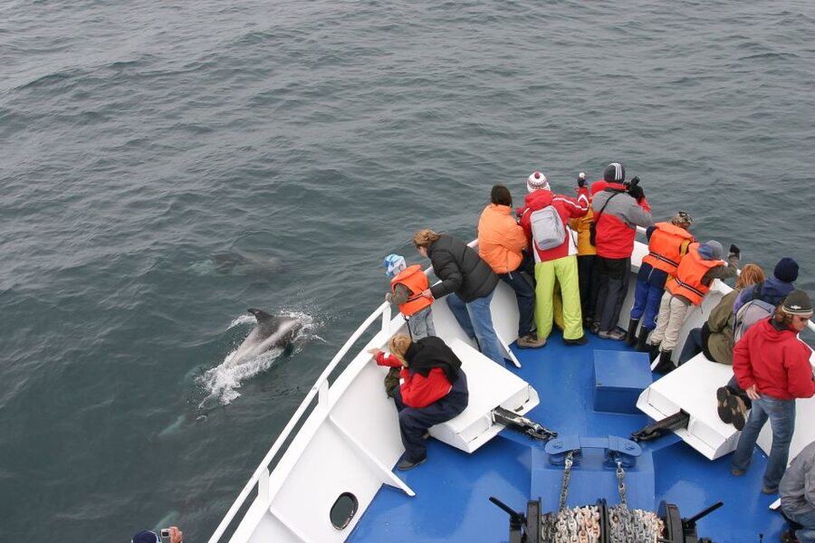 Reykjavik: the Original 3-Hour Whale Watching Tour - Key things I’d focus on before you go