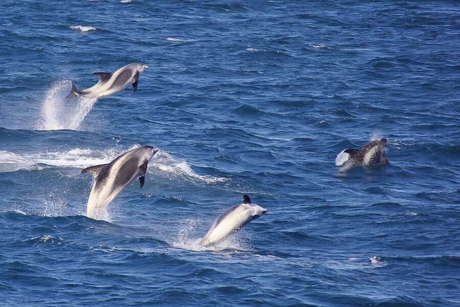 Reykjavik: the Original 3-Hour Whale Watching Tour - Who this tour fits best, and who might want a different plan