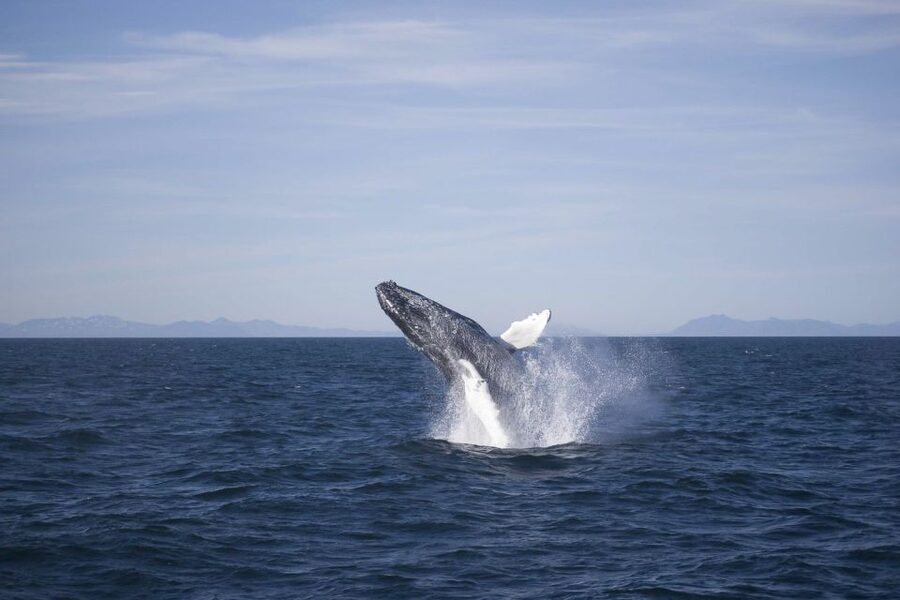 Reykjavik: the Original 3-Hour Whale Watching Tour - Where Faxaflói Bay puts you, and why it matters
