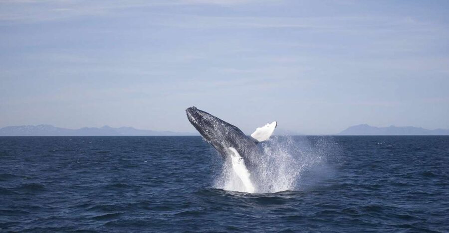 Reykjavik: the Original 3-Hour Whale Watching Tour - Elding Adventure at Sea: deck space, gear, and how to choose your spot