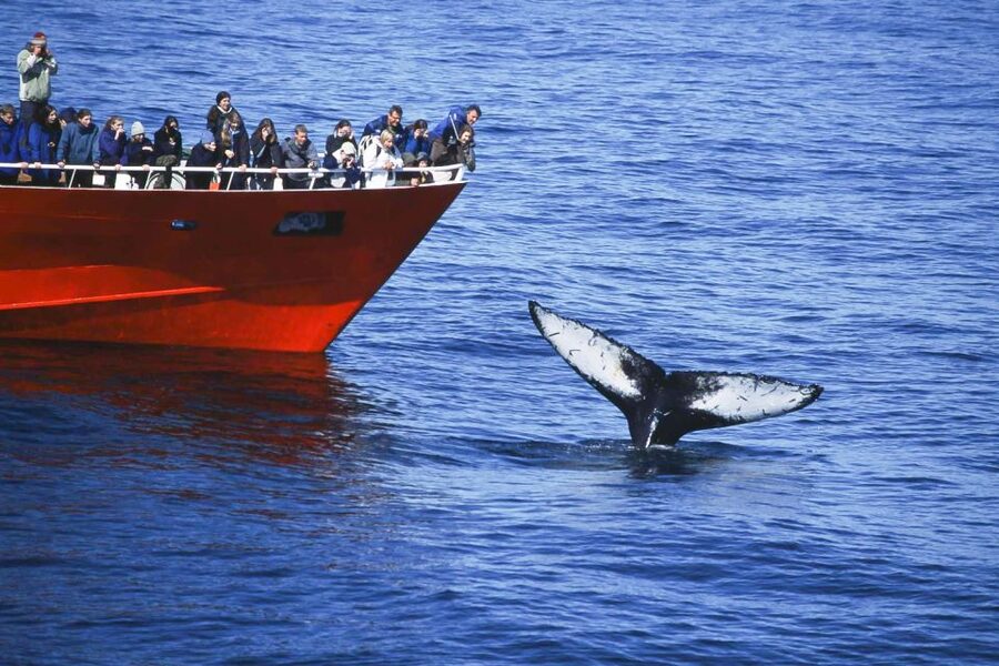 Reykjavik: the Original 3-Hour Whale Watching Tour - The live guide: marine biology talk you can use in real time