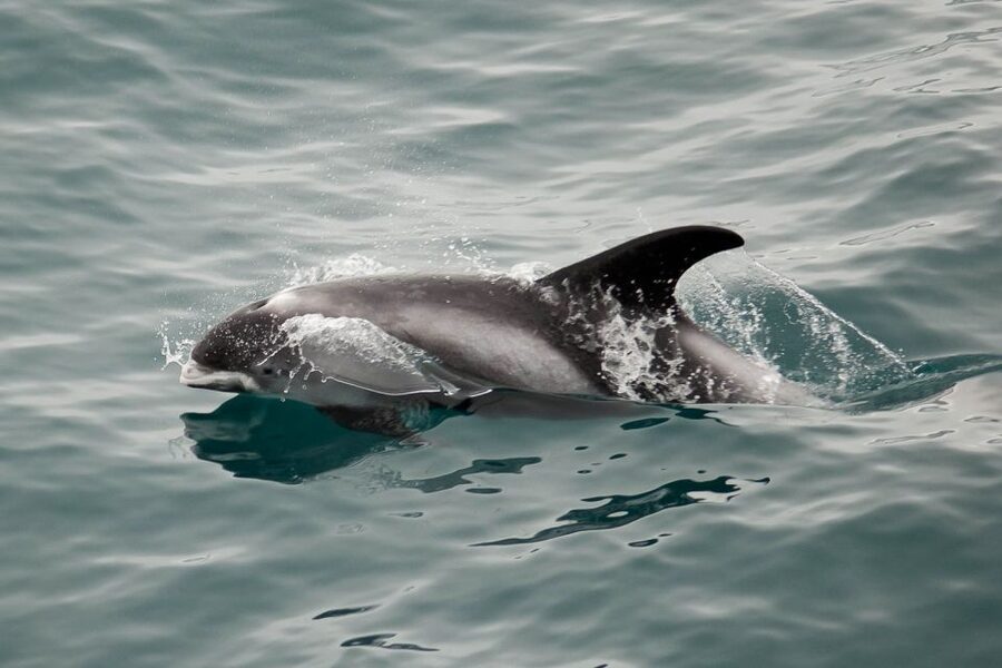 Reykjavik: the Original 3-Hour Whale Watching Tour - Learning center time and post-tour touches that make it feel complete