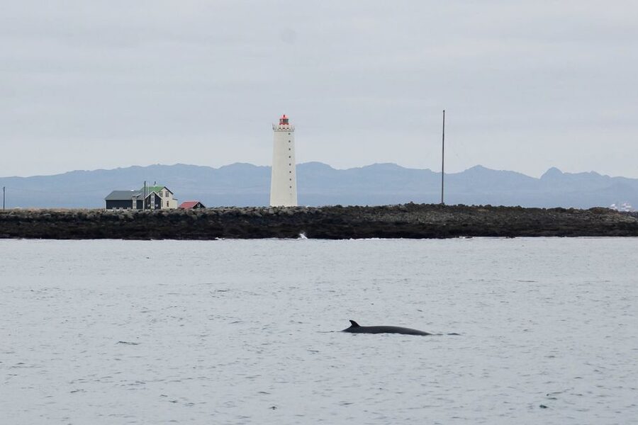 Reykjavik: the Original 3-Hour Whale Watching Tour - Cold weather reality: how to dress so you enjoy the whale part