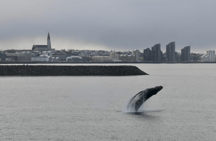Reykjavik: the Original 3-Hour Whale Watching Tour - Value check: what $108 buys you, and when it’s a great deal
