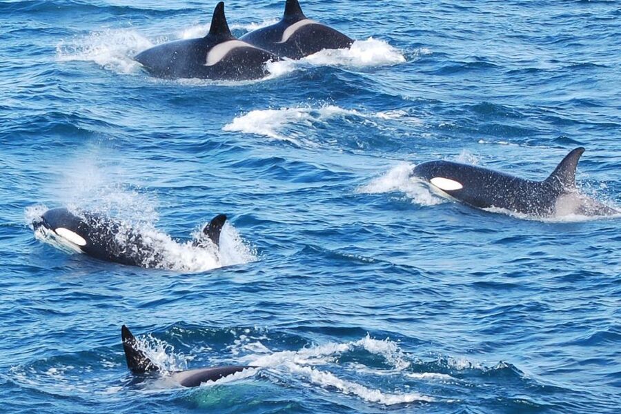 Reykjavik: the Original 3-Hour Whale Watching Tour - Meeting at the red Elding ticket office, then warming up before you sail