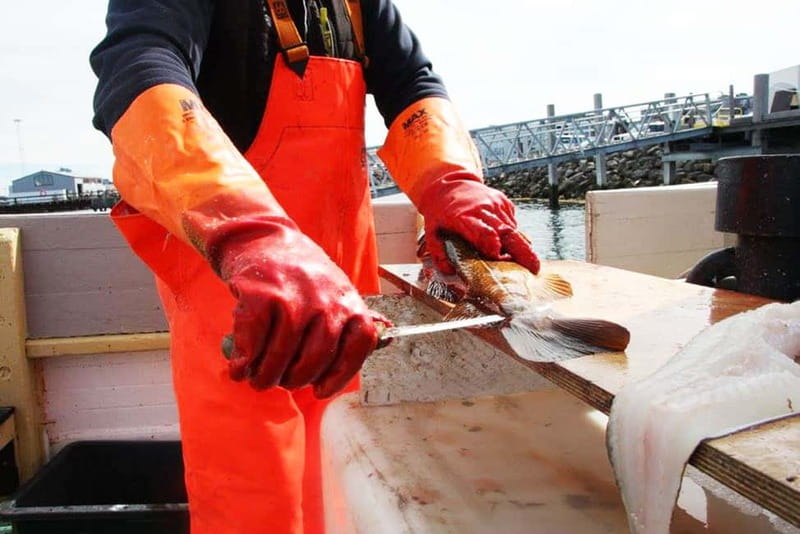 Reykjavik: Traditional Sea Fishing with BBQ Feast - Catch Your Own Fish, Then Turn It Into Lunch
