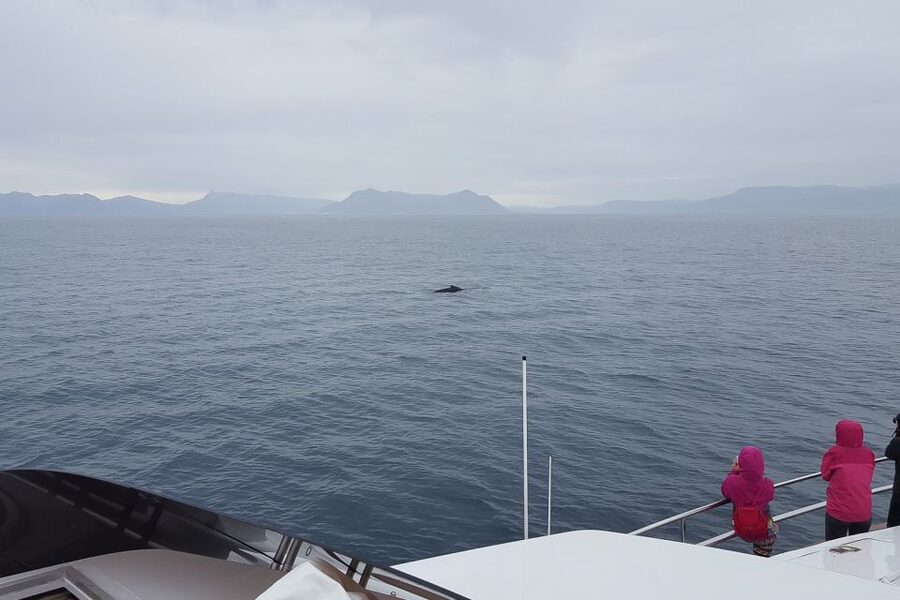 Reykjavik: Whale Watching and Dolphin Watching Yacht Cruise - Should you book this whale and dolphin yacht cruise from Reykjavik?