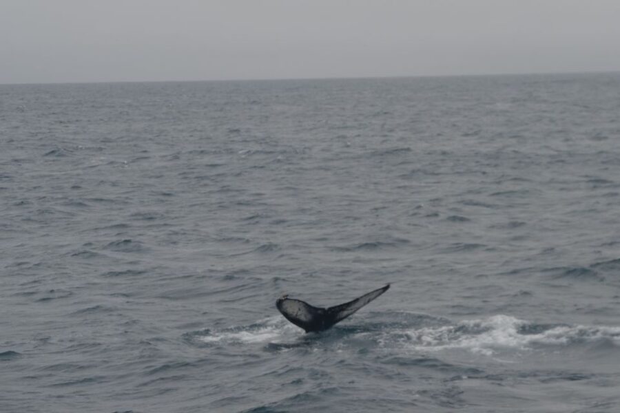 Reykjavik: Whale Watching and Dolphin Watching Yacht Cruise - Birdlife add-on: puffins, sea birds, and those quick coastal clues