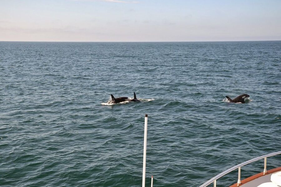 Reykjavik: Whale Watching and Dolphin Watching Yacht Cruise - Cold weather reality: warmth, blankets, and what to wear so you can enjoy the views
