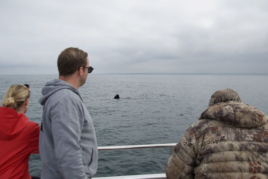 Reykjavik: Whale Watching and Dolphin Watching Yacht Cruise - Value and timing: is $106 for 3 hours actually a good deal?