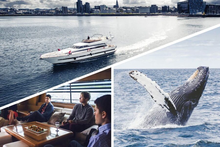 Reykjavik: Whale Watching and Dolphin Watching Yacht Cruise - What the 3 hours are really like: a simple flow you can picture