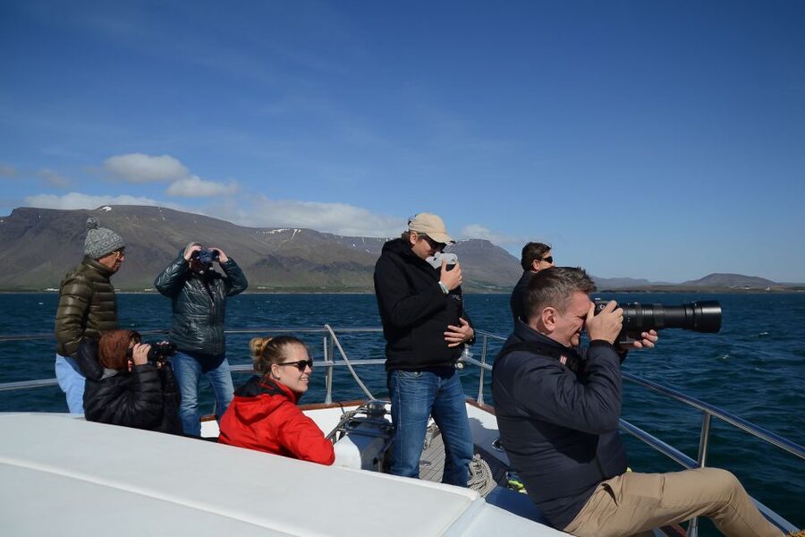 Reykjavik: Whale Watching and Dolphin Watching Yacht Cruise - How to book and prepare so you get the best day possible