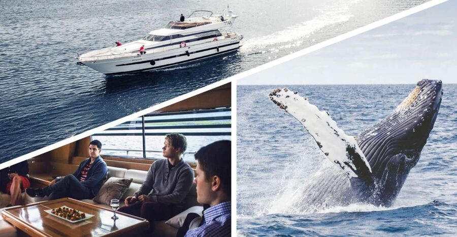 Reykjavik: Whale Watching and Dolphin Watching Yacht Cruise - The wildlife hunt in Faxafloi Bay: how you actually find whales and dolphins