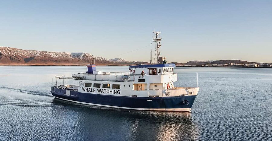 Reykjavík: Whale Watching and Marine Life Cruise - Key Things You’ll Notice on This Whale Cruise