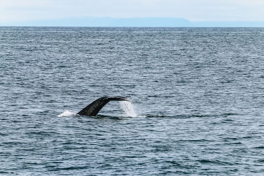 Reykjavík: Whale Watching and Marine Life Cruise - Should You Book This Reykjavík Whale Watching Cruise?
