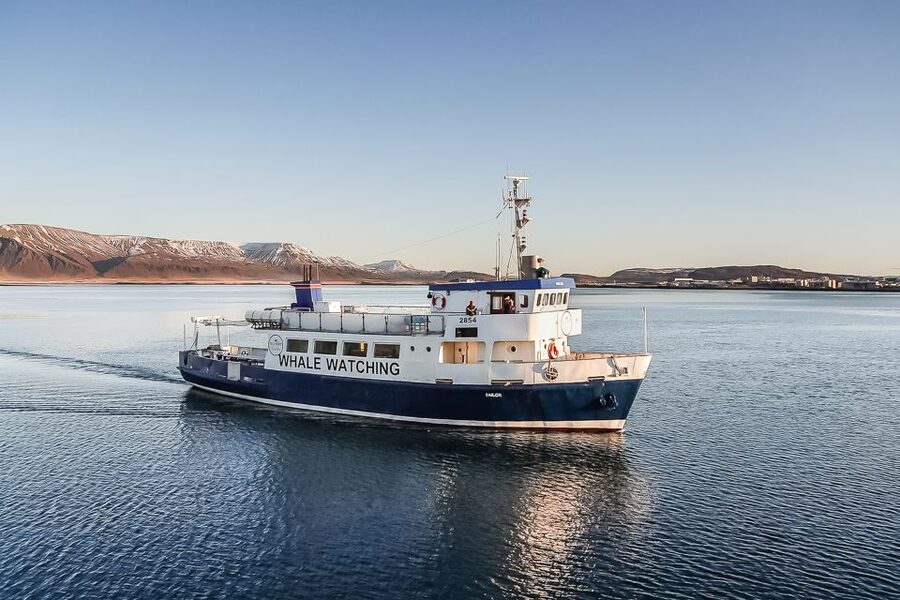 Reykjavík: Whale Watching and Marine Life Cruise - The Guides and the Spotting Game: How You Actually Find Whales