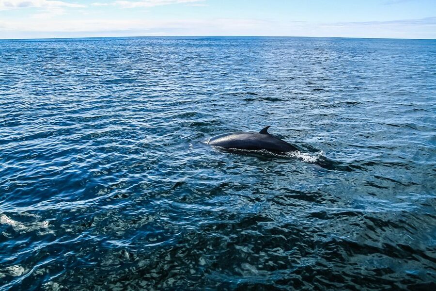 Reykjavík: Whale Watching and Marine Life Cruise - Price and Practical Value: Does $87 Make Sense?