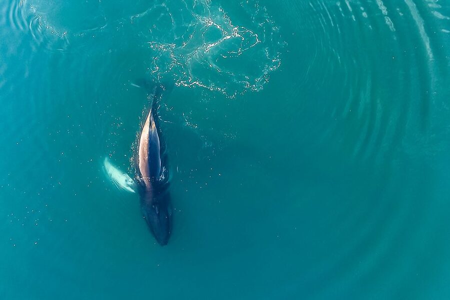 Reykjavík: Whale Watching and Marine Life Cruise - Who This Tour Fits Best (and Who Should Rethink)