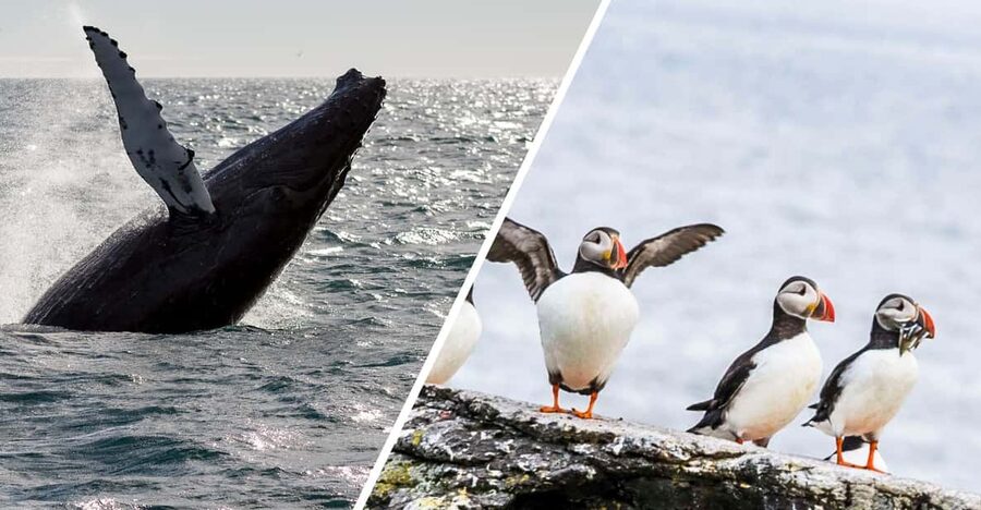 Reykjavik: Whale Watching and Puffin Excursion - Key points that matter before you go