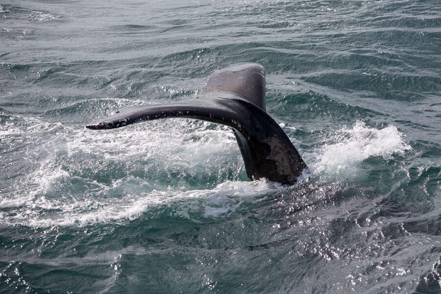 Reykjavik: Whale Watching and Puffin Excursion - Reykjavik Old Harbour to the Atlantic: what whale watching really delivers