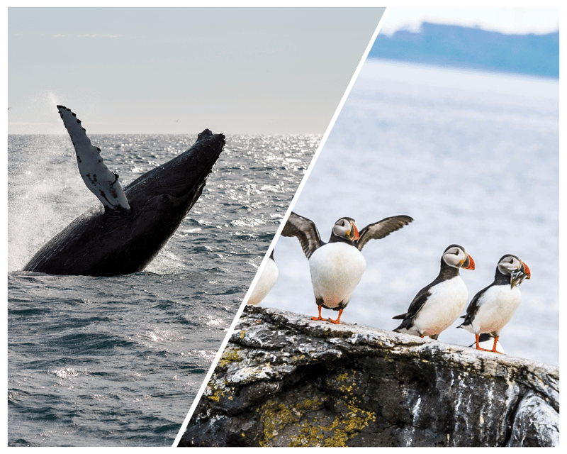Reykjavik: Whale Watching and Puffin Excursion - Weather, sea state, and the free return ticket if wildlife is quiet