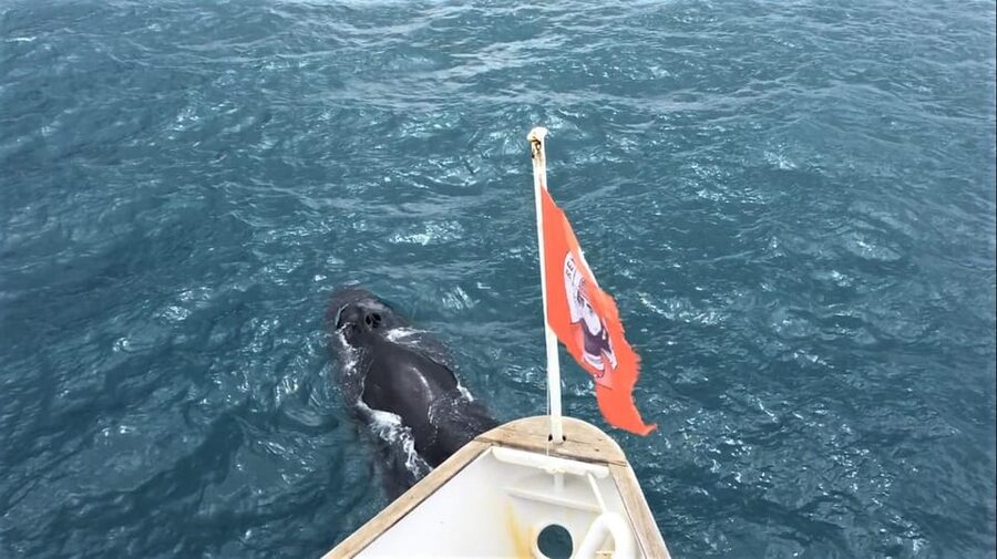 Reykjavik: Whale Watching and Puffin Excursion - What to pack for a Reykjavik boat day (and how to handle seasickness)