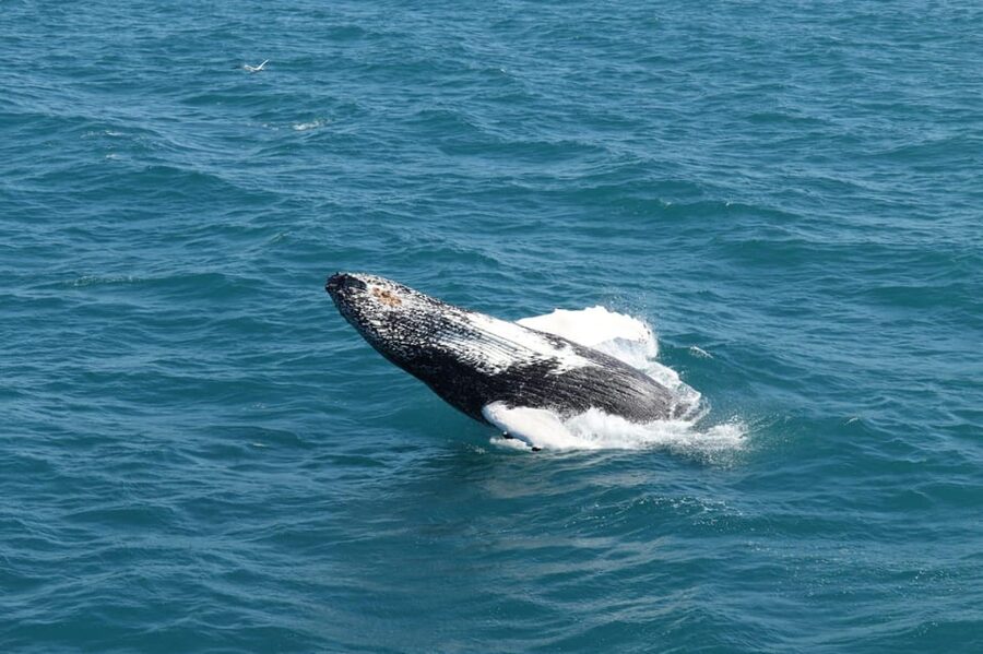 Reykjavik: Whale Watching and Puffin Excursion - Value for $153: what you get beyond the price tag