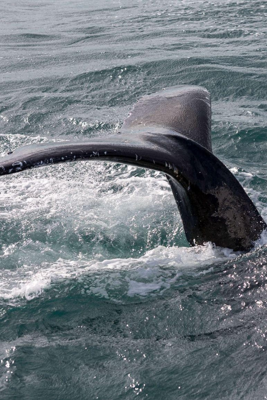 Reykjavik: Whale Watching and Puffin Excursion - Who should book this whale and puffin combo, and who should skip it