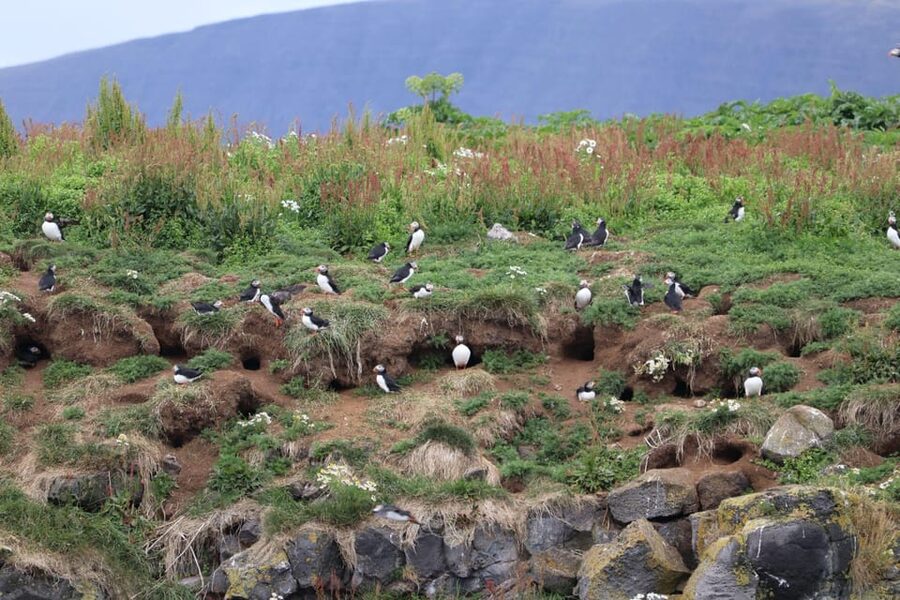 Reykjavik: Whale Watching and Puffin Excursion - Puffins up close from a smaller boat: how the second outing works