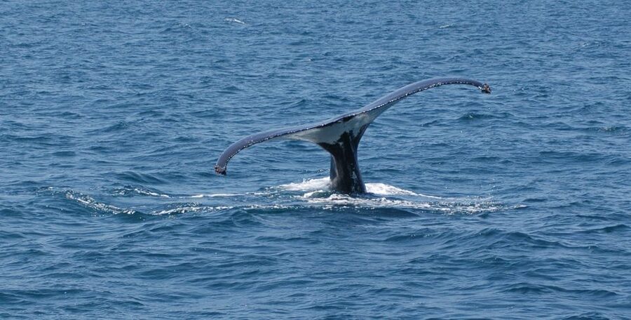 Reykjavik: Whale Watching by RIB Speedboat - What You Might See: minke, humpback, dolphins, porpoises, and puffins