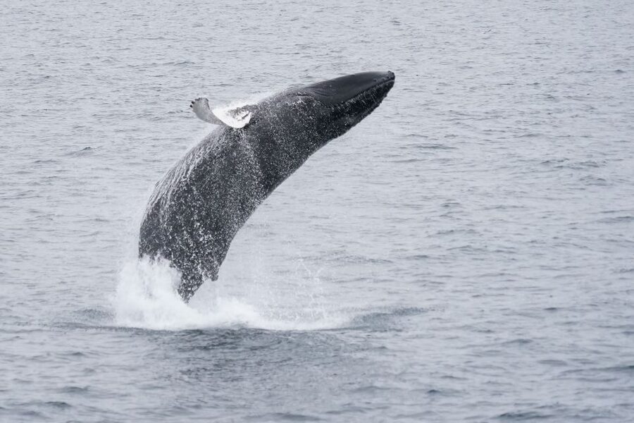 Reykjavik: Whale Watching by RIB Speedboat - Should you book the RIB Whale Watching from Reykjavík?