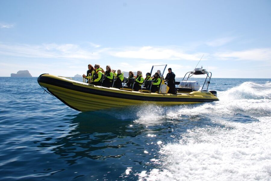 Reykjavik: Whale Watching by RIB Speedboat - FAQ