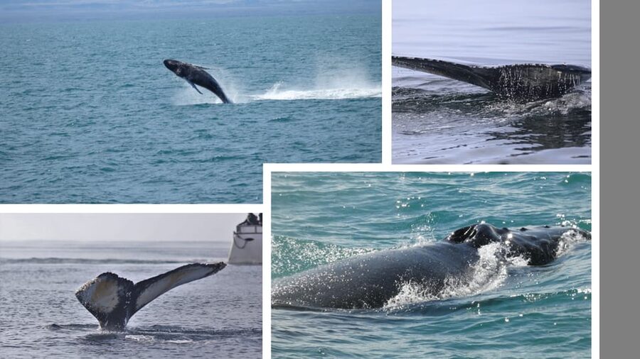 Reykjavík: Whale Watching Cruise and FlyOver Combo Ticket - Key highlights you will feel right away