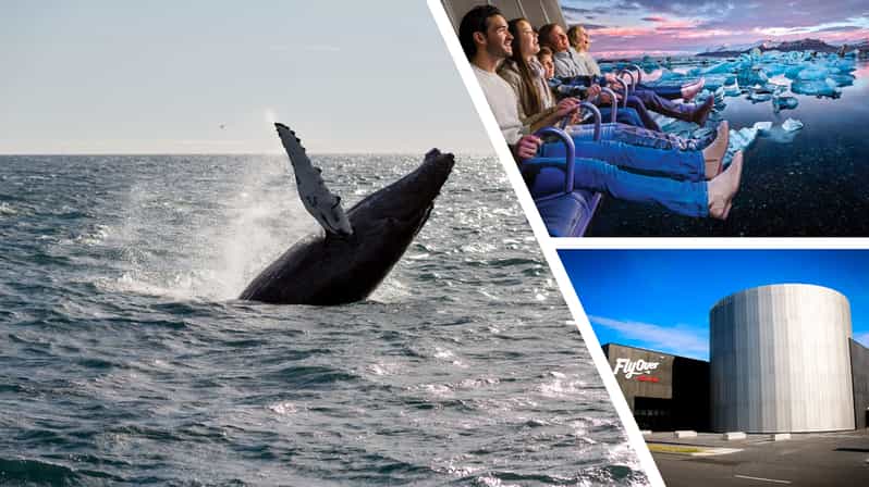 Reykjavík: Whale Watching Cruise and FlyOver Combo Ticket - A Two-Part Day in Reykjavík, Real Whales Plus a Flight Simulator