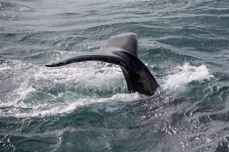Reykjavík: Whale Watching Cruise and FlyOver Combo Ticket - Whale Watching on a Heated Boat, Flotation Overalls Included