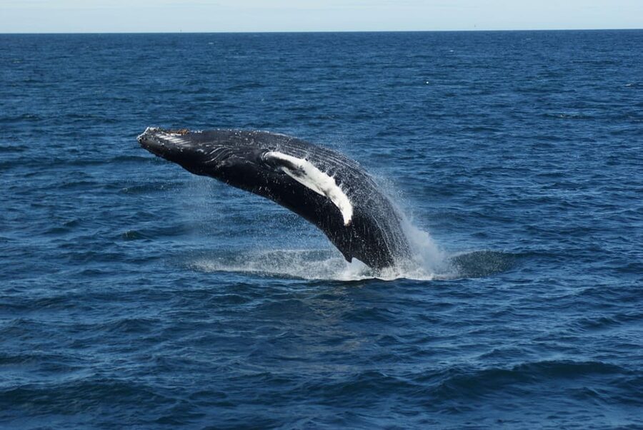 Reykjavík: Whale Watching Cruise and FlyOver Combo Ticket - What the Guide Adds to Your Whale Spotting Day