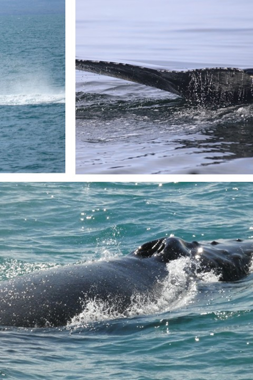 Reykjavík: Whale Watching Cruise and FlyOver Combo Ticket - Timing and Comfort Tips So You Enjoy Both Halves
