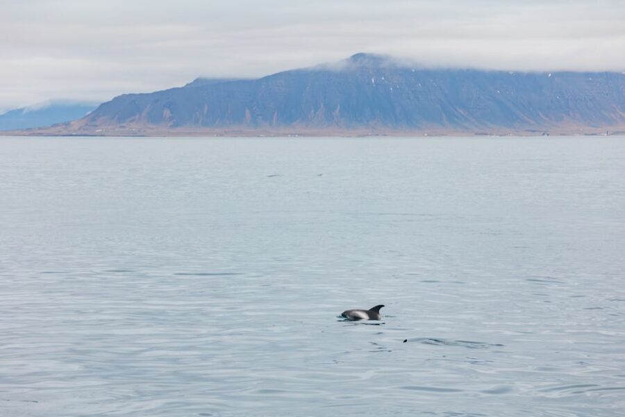 Reykjavík: Whale Watching Cruise on the Amelia Rose Yacht - Key things to know before you go