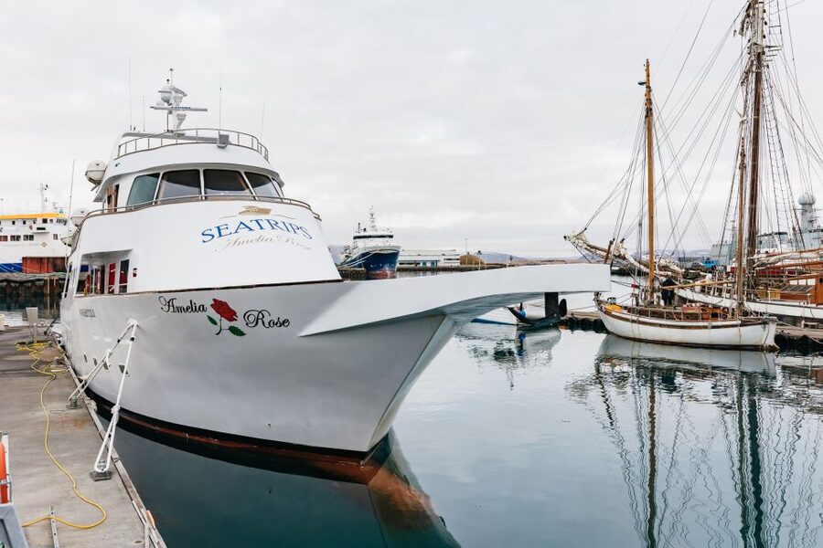 Reykjavík: Whale Watching Cruise on the Amelia Rose Yacht - Why Faxaflói Bay matters for your whale watch