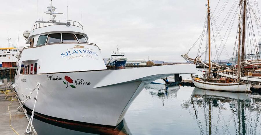 Reykjavík: Whale Watching Cruise on the Amelia Rose Yacht - Getting on board at Old Harbour House, fast and simple