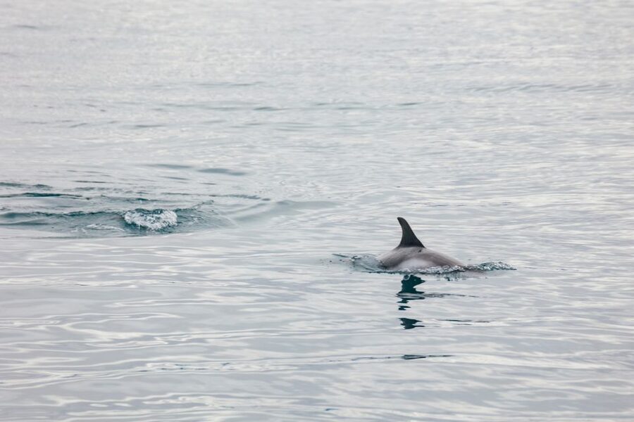Reykjavík: Whale Watching Cruise on the Amelia Rose Yacht - Comfort and cold reality, what to expect on deck