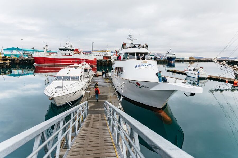 Reykjavík: Whale Watching Cruise on the Amelia Rose Yacht - Price and value, what $107 really gets you