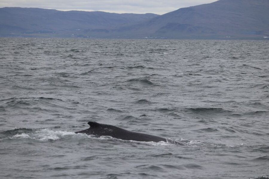 Reykjavik: Whale Watching Excursion & Whale Exhibition - Key Things You Should Know Before You Go