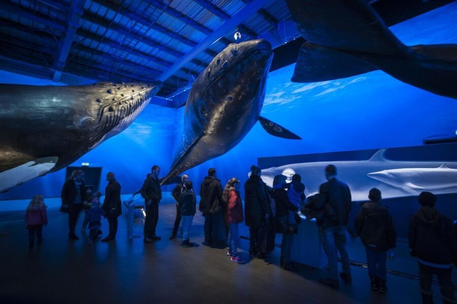 Reykjavik: Whale Watching Excursion & Whale Exhibition - Who This Tour Suits Best