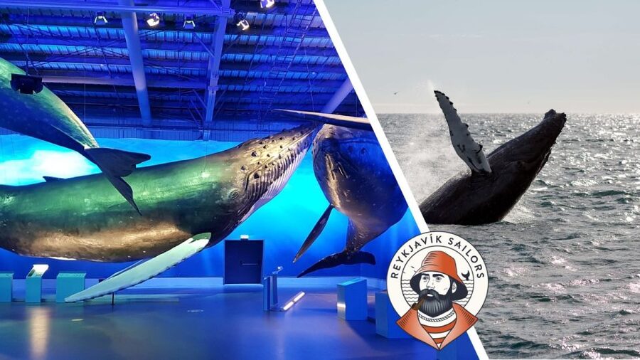 Reykjavik: Whale Watching Excursion & Whale Exhibition - Reykjavik Whale Watching Plus Whales of Iceland: Why This Combo Works