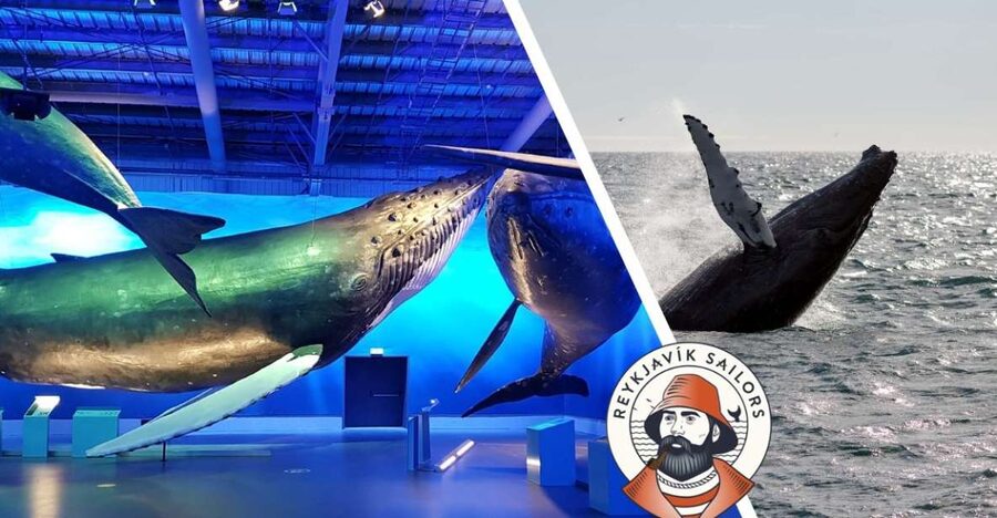 Reykjavik: Whale Watching Excursion & Whale Exhibition - On the Boat: Heated Cabins, Flotation Gear, and Atlantic Reality