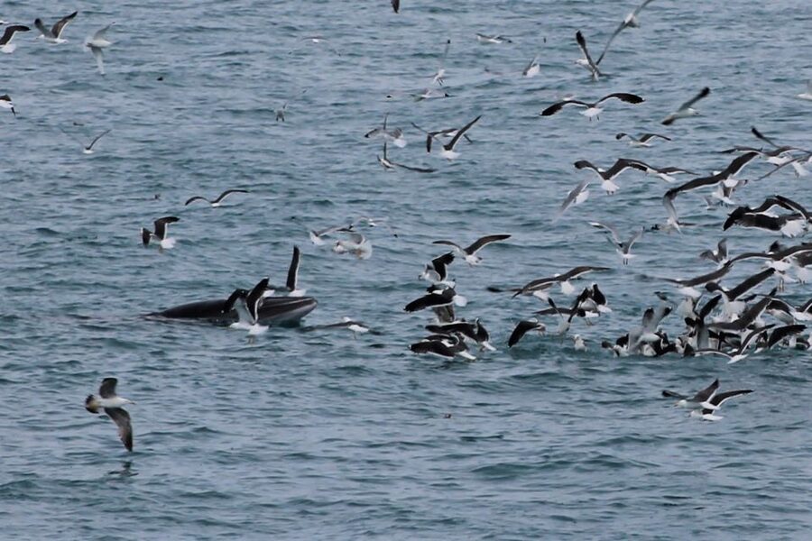Reykjavik: Whale Watching Excursion & Whale Exhibition - Whale Watching in Faxaflói: What You Might See and How to Spot It